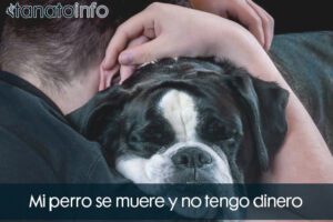 Mi perro se muere y no tengo dinero