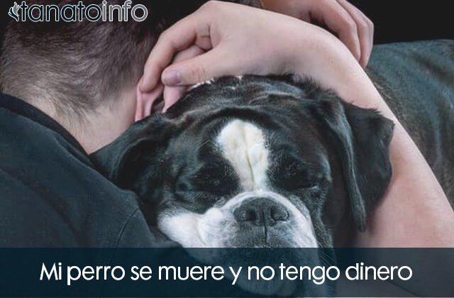 se muere mi perro