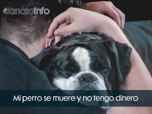 se muere mi perro