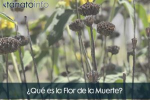 ¿Qué es la Flor de la Muerte?