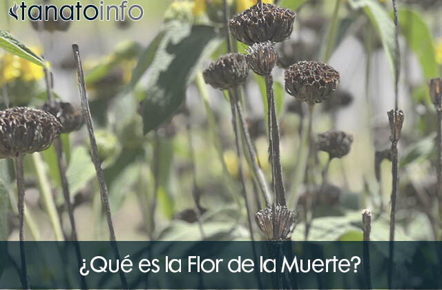que es la flor de la muerte