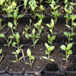 AGROQUIMICOS-OCHOA-SLOLAMENDI-4