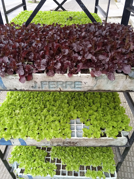 Agro-Arga-Planta-para-huerta-Flores-Semillas-Batlle-Piensos-Canun-2
