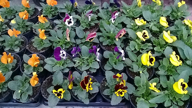 Agro-Arga-Planta-para-huerta-Flores-Semillas-Batlle-Piensos-Canun-4