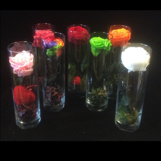 CASTROFLOR-4