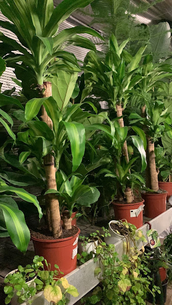 Centro-De-Jardineria-Mandragora-S-C-3