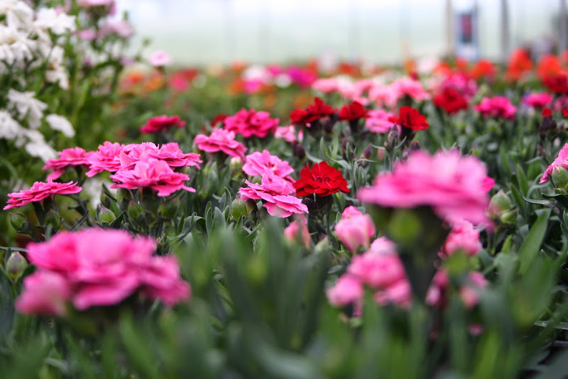 Comercializacion de Plantas Lorea SL
