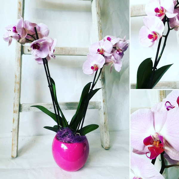 FLORISTERIA-Guillermo-Martinez-Arzoz-Fitosanitarios-4