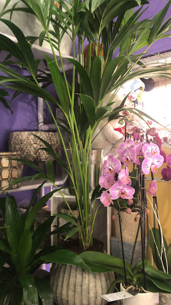 FLORISTERIA-HIEDRA-4
