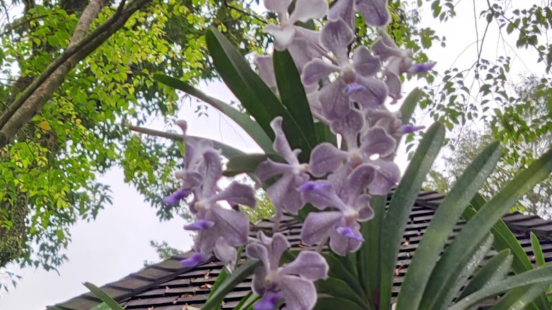 FLORISTERIA-KALA-2