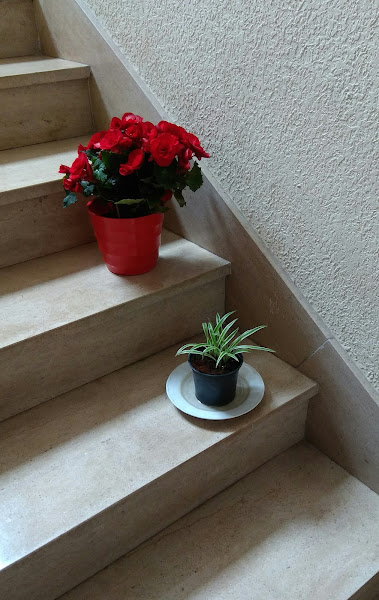 FLORISTERIA-KALA-3