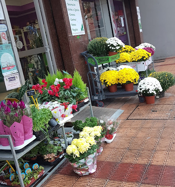 Flores-y-Plantas-Mariflor-2