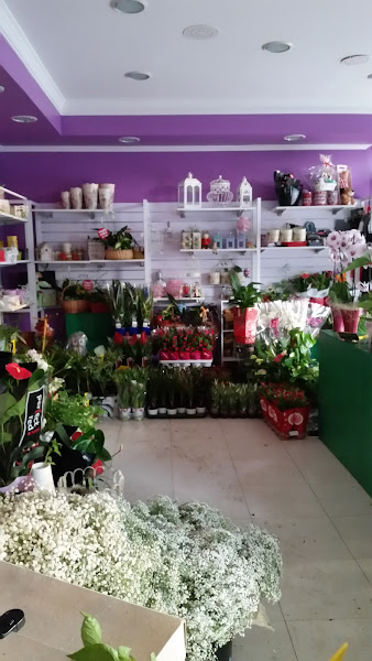 Flores-y-Plantas-Mariflor-3