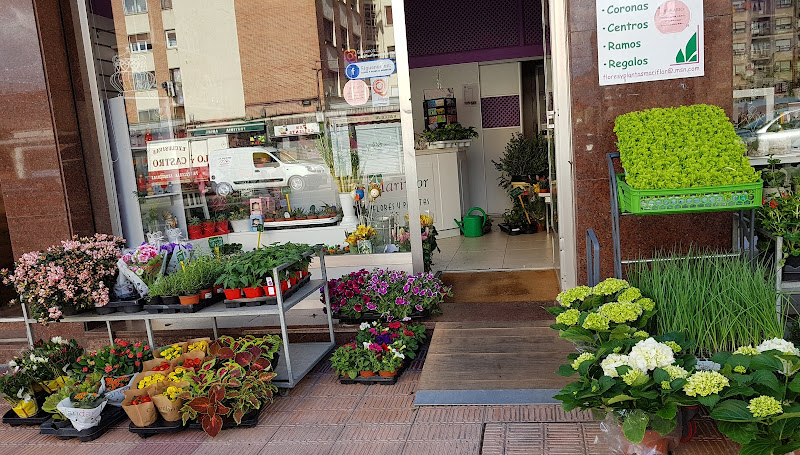 Flores y Plantas Mariflor