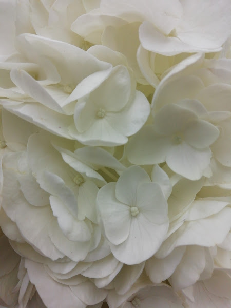 Floristeria-Alheli-2
