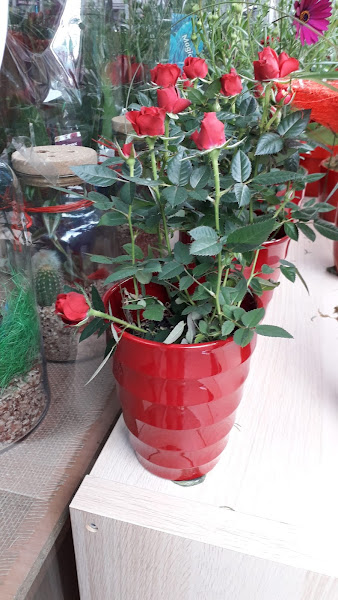Floristeria-Alheli-4