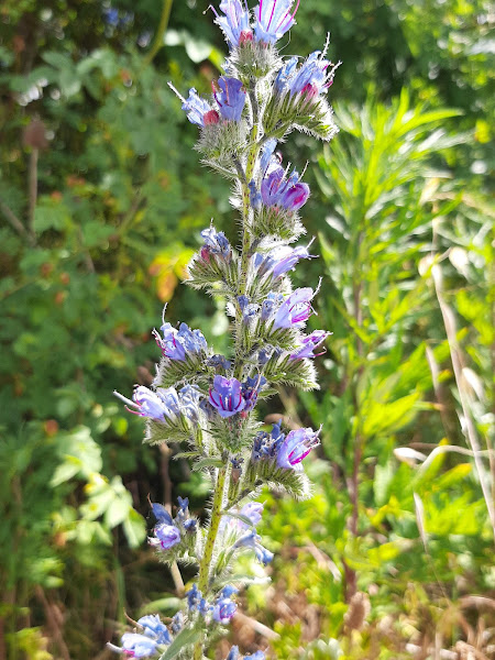 Floristeria-Arantza-4