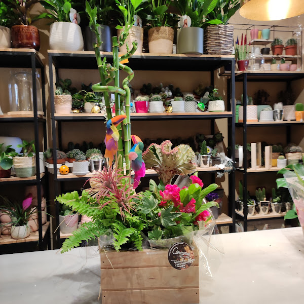 Floristeria-Curcuma-3