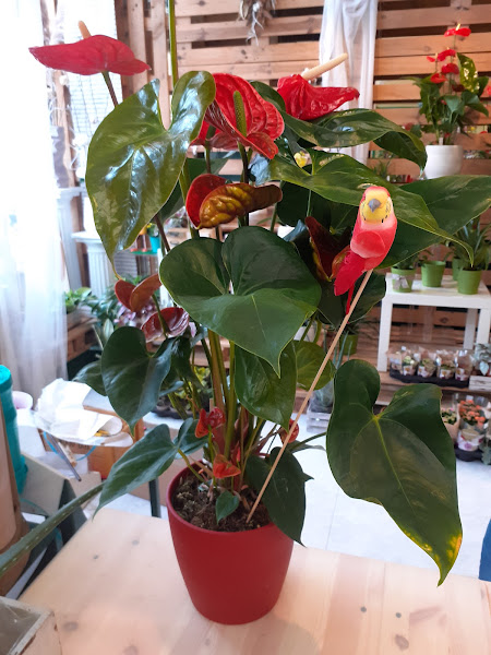 Floristeria-La-Huerta-3