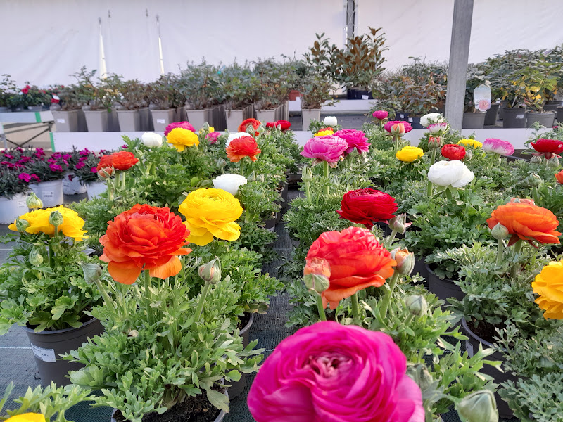 Floristeria-Pamplona-GAMA-3