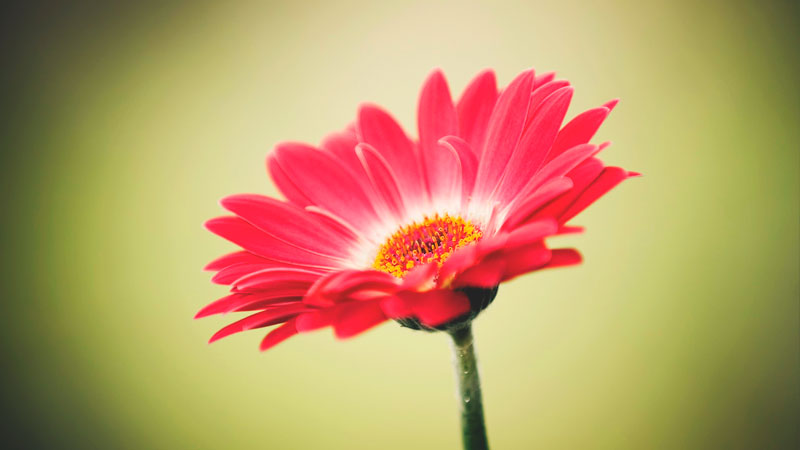 Floristeria