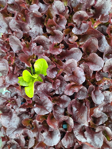 Hortalizas-Etxeberria-SL-4