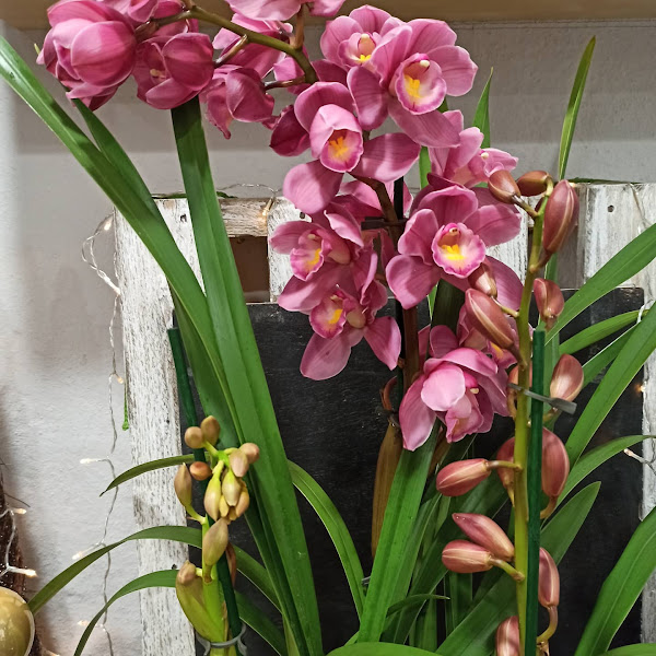 Iraia-loradenda-Floristeria-4