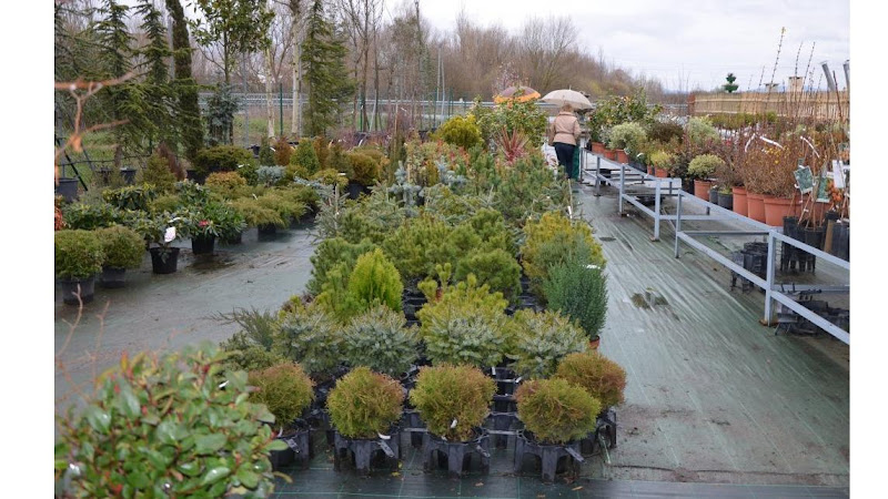 Jardineria-Abeto-SL-2