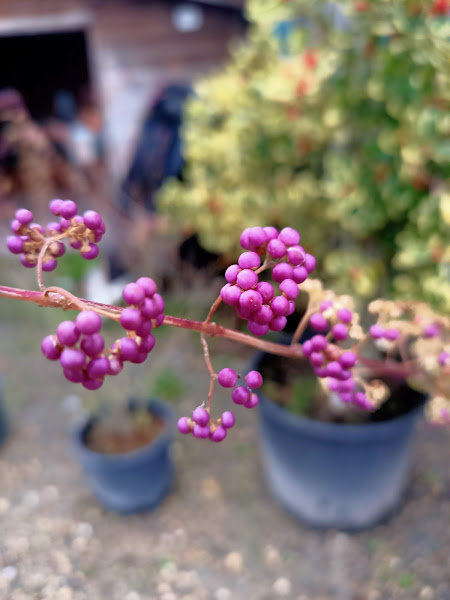 Jardineria-Abeto-SL-4