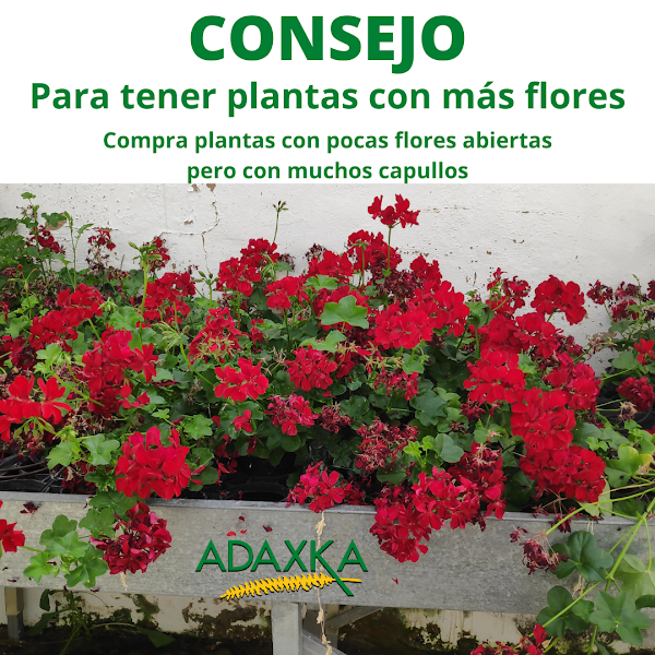Jardineria-Adaxka-SL-4