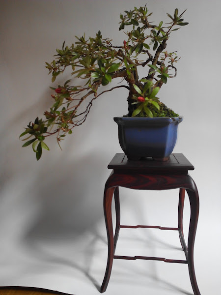 creaciones-de-Suiseiki-cascalleta-4