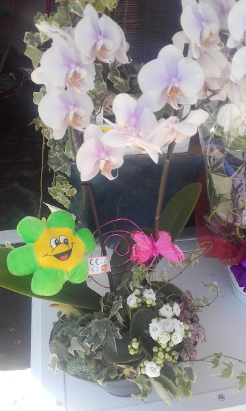 Tanatorios de españa